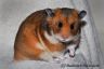 Hamsterhuette´s Trick